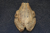 佇まいも可愛らしい木製のカエルの置物 DC4053