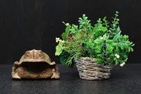 佇まいも可愛らしい木製のカエルの置物 DC4053