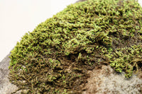 苔むした優しい風合いに包まれた美しい佇まいの如意輪観音 DC5656