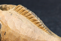 Antique tool (Jizai-kagi parts) DC6052