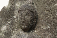 Antique Tools DC6579