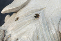 力強い表情で迫力のある木鼻一対 DC7373ab 在庫2個一組