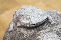 凛々しい表情をみせる親子ガエルの石像 DC7481