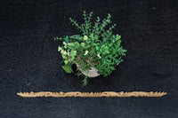 極細!! 花と葉をシンメトリ-に描いた細長彫刻飾り DC8367 在庫2本