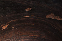 朴訥な風合いで温かみのあるカメ DC8476