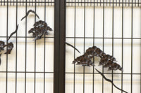 窓絵に縁起の良い絵柄が散りばめられた書院セット EZ2492 在庫4枚1組