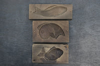 Carefully carved fish confectionery DB8121a-c stock (a:1 b:1 c:1)