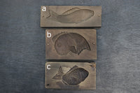 Carefully carved fish confectionery DB8121a-c stock (a:1 b:1 c:1)