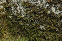 Antique Tools DC2331