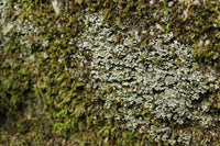 Antique Tools DC2331