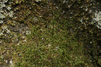 Antique Tools DC2331