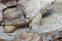 時代を重ねた亀の彫刻が迫力ある梁飾り　DC5362