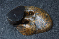 自然の雰囲気を活かした切り株の置台　DC7604