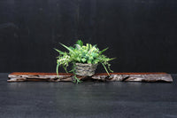 自然美の迫力ある横長の敷板　DC8037