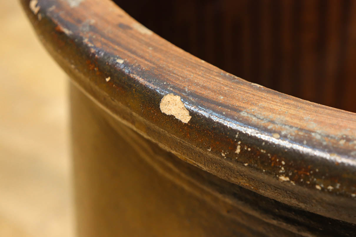 すっきりと細長な面持ちのある小型のカメ　DC8196