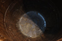 すっきりと細長な面持ちのある小型のカメ　DC8196