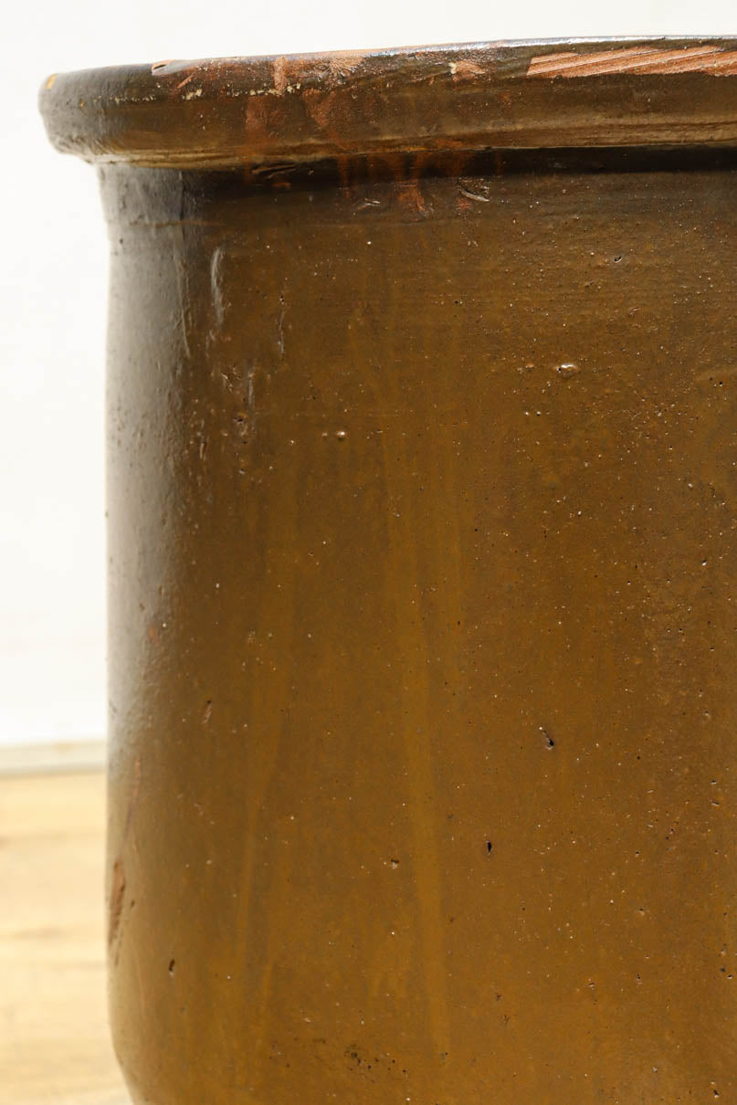 すっきりと細長な面持ちのある小型のカメ　DC8196