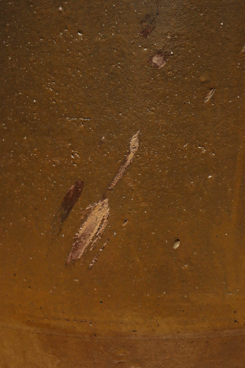 すっきりと細長な面持ちのある小型のカメ　DC8196