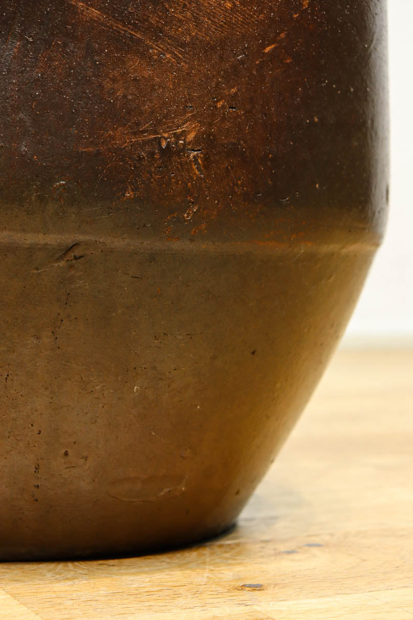 すっきりと細長な面持ちのある小型のカメ　DC8196