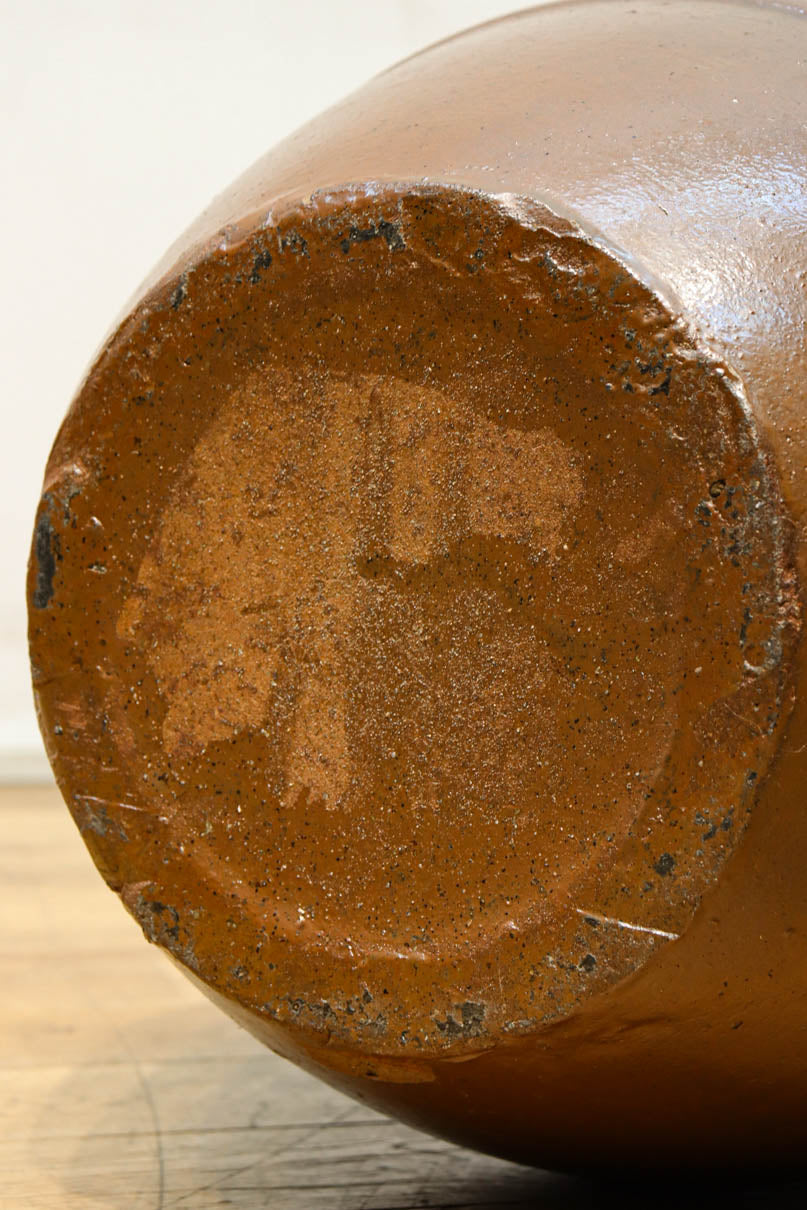 すっきりと細長な面持ちのある小型のカメ　DC8196