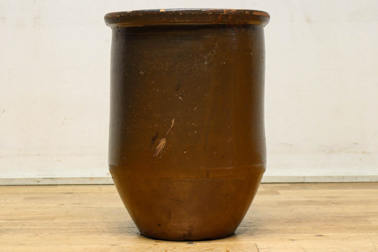 すっきりと細長な面持ちのある小型のカメ　DC8196