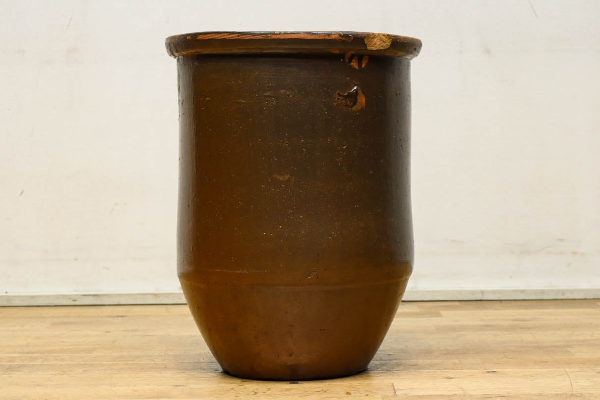 すっきりと細長な面持ちのある小型のカメ　DC8196