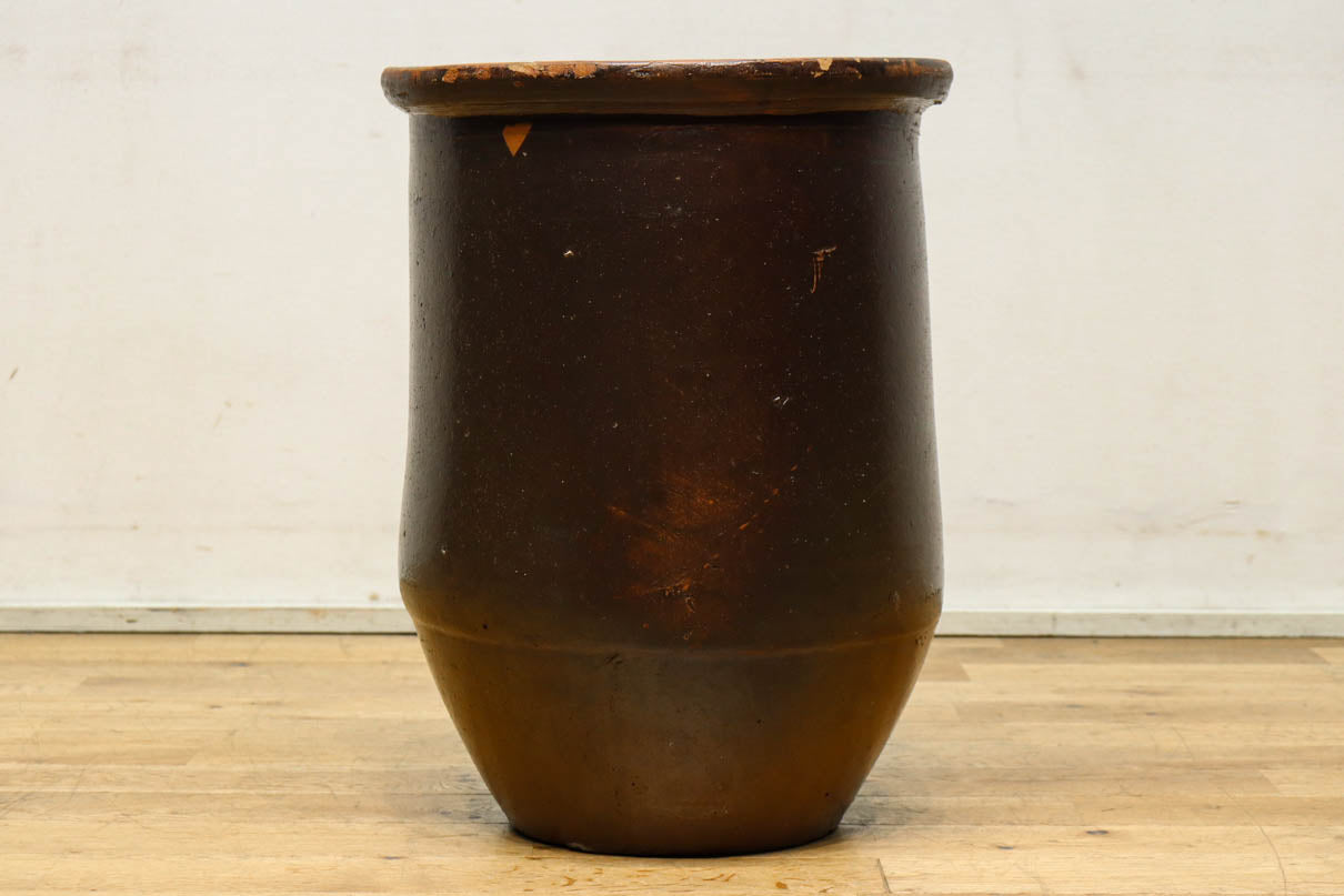 すっきりと細長な面持ちのある小型のカメ　DC8196