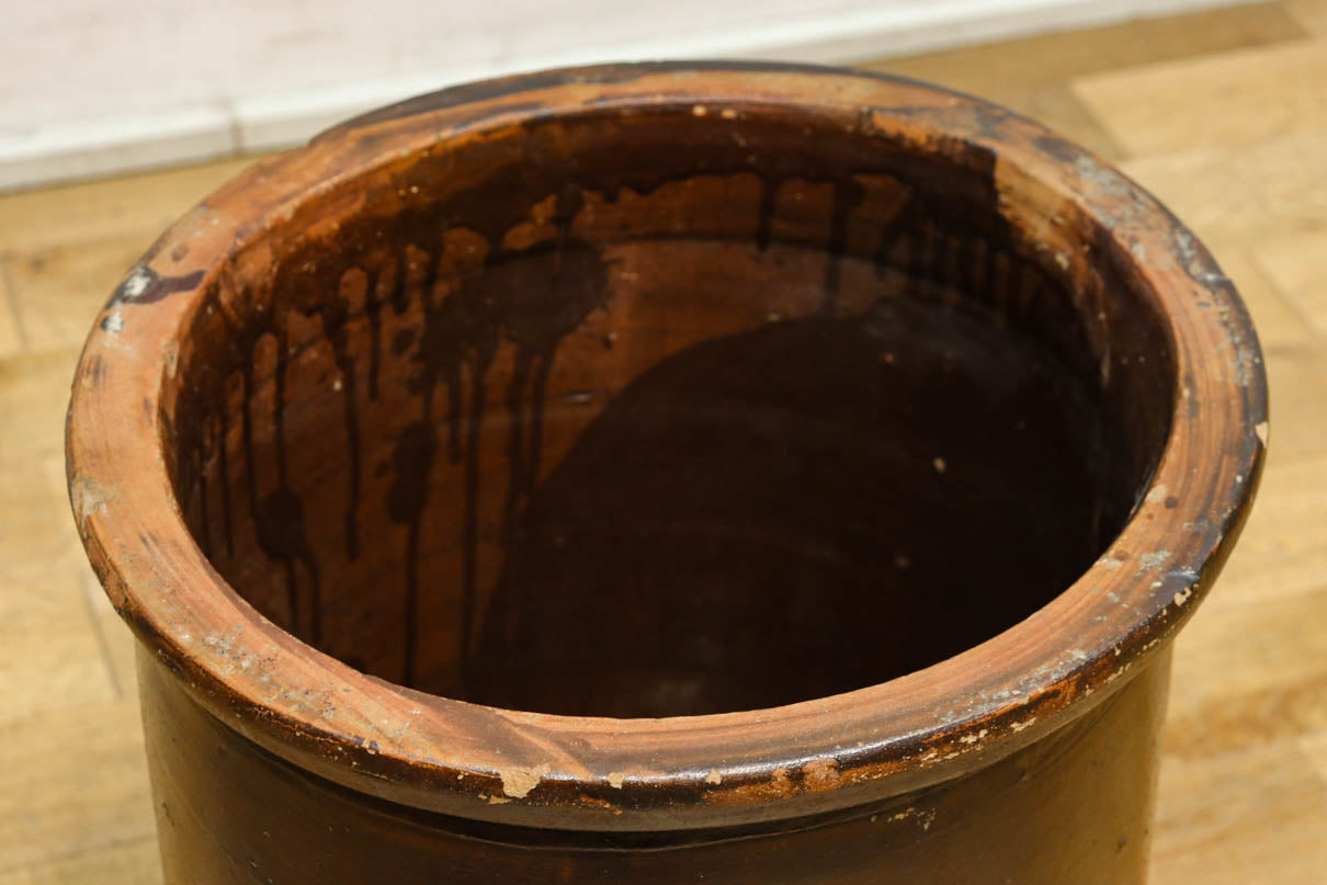 すっきりと細長な面持ちのある小型のカメ　DC8196