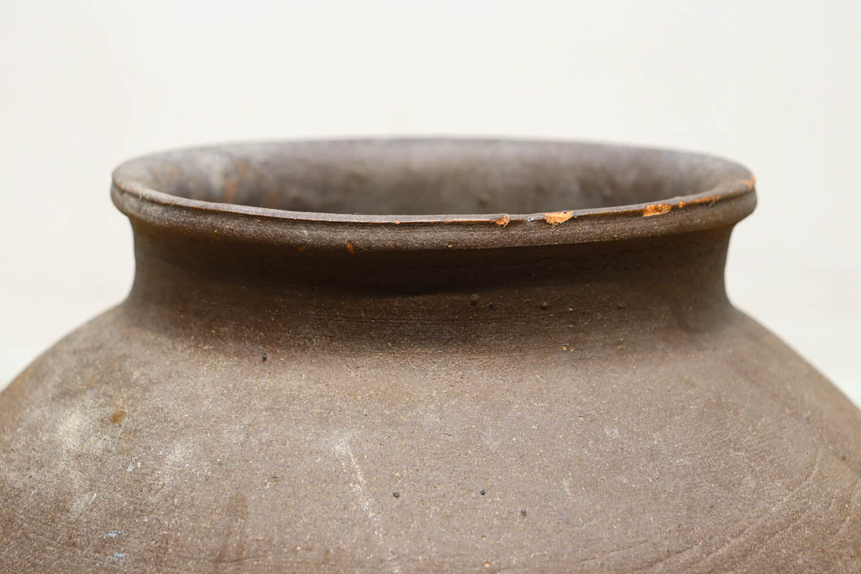 小振りサイズ!! 丸みのあるデザインが可愛らしいカメ　DC8238