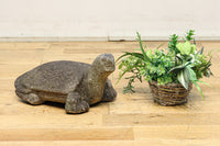 素朴な雰囲気のカメの石像　DC8975