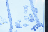風景や植物の模様で味わいのある古伊万里の染付角皿　DC9268a-k　在庫(a:1 b:1商談中 c:0 d:1商談中 e:1商談中 f:1商談中 g:0 h:1 i:0 j:1 k:0)脚