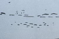 幅927ミリ　帯びガラスが風情ある上質な木地色をした大阪格子戸　F8516　在庫4枚